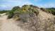 Sand dunes and shrubs Sand dunes and shrubs