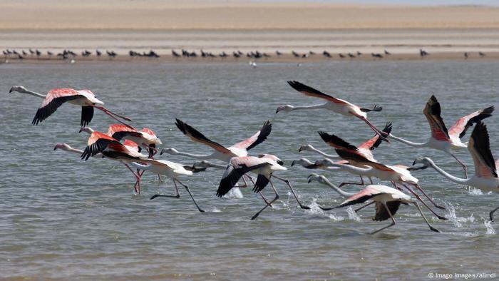 Flamencos.