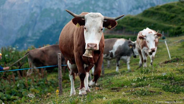 Symbolbild: Kühe in Österreich