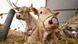 Vacas em curral Vacas em curral