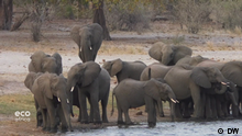 Sustainable management for Bwabata National Park
Schlagwörter: Eco Africa, environment, Namibia, Bwabata National Park, elephants, lions, wildlife, tourism, conservation
Bilder aus der DW-Sendung Eco Africa