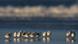 Flock of sanderlings in Florida Flock of sanderlings in Florida