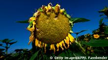 A picture taken on August 14, 2019 shows a dried sunflower in a field in Dortmund, western Germany. (Photo by Ina FASSBENDER / AFP) (Photo credit should read INA FASSBENDER/AFP/Getty Images)