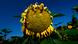 Symbolbild | Sonnenblume | Trockenheit Symbolbild | Sonnenblume | Trockenheit