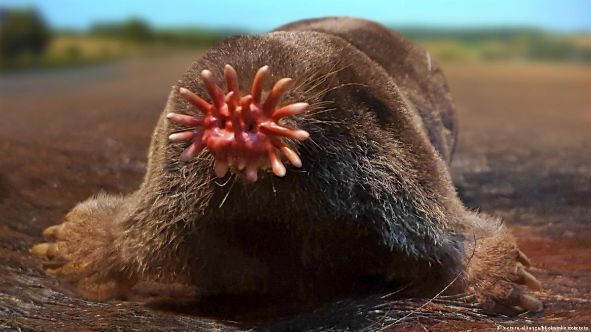Mouths, snouts and beaks: The most bizzare mouths in the animal world – DW  – 09/26/2019
