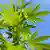Plantación de cannabis.