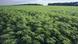 A symbolic picture of a commercial hemp farm A symbolic picture of a commercial hemp farm