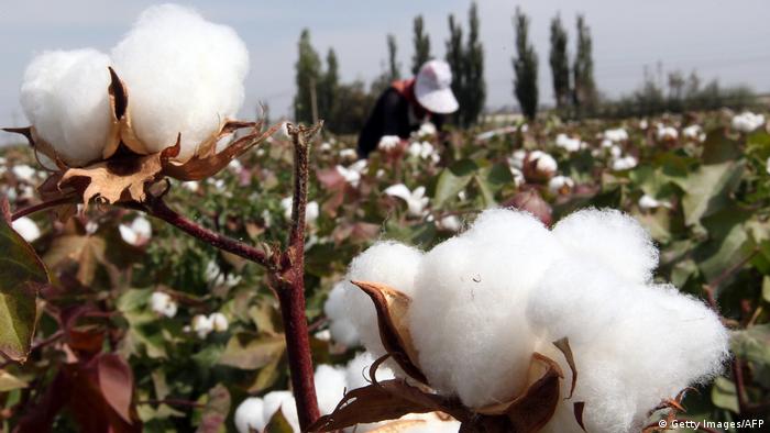 China Baumwoll-Anbau