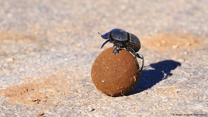 Ein Mistkäfer rollt eine Dungkugel
