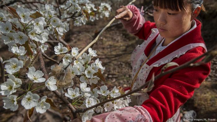 Eine Frau bestäubt mit Hilfe eines kleinen Pinsels eine Apfelblüte per Hand