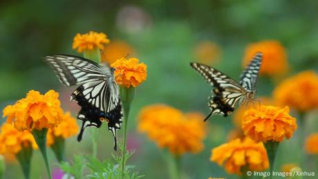 Zwei Schmetterlinge saugen Nektar aus orangefarbigen Blüten