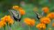 Duas borboletas reúnem néctar em flores amarelas