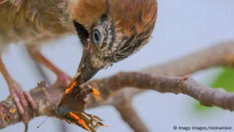Ein Vogel frisst einen Schmetterling