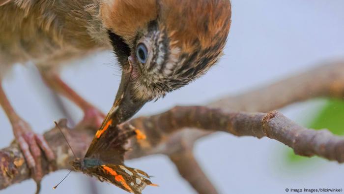 Ein Vogel frisst einen Schmetterling
