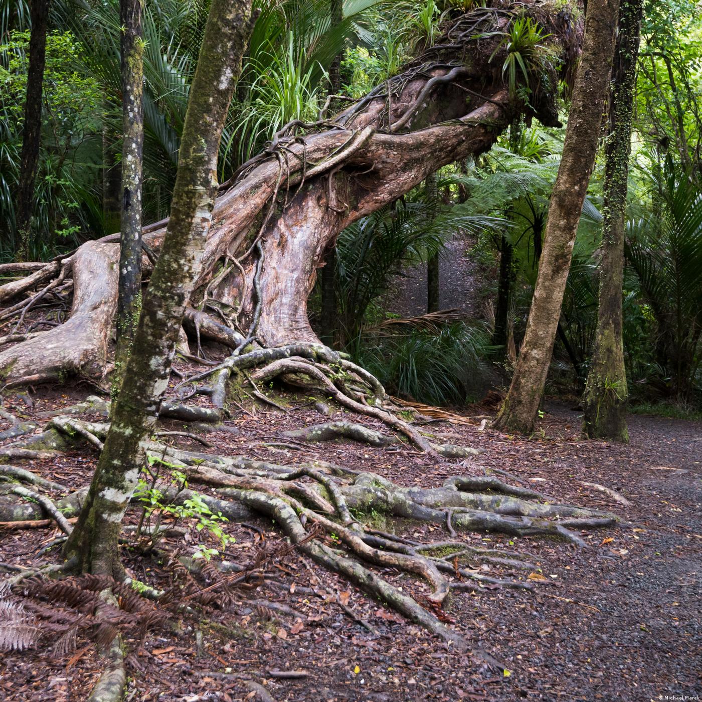 Living Planet: Into the forest