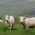 Cows at the British border in Ireland