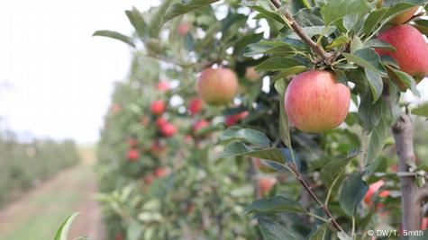 Envy in test plantings - Good Fruit Grower