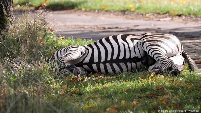 Zebra Shot Dead After Jaunt On German Autobahn News Dw 02 10 19