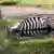Zirkus-Zebras ausgebrochen und erschossen