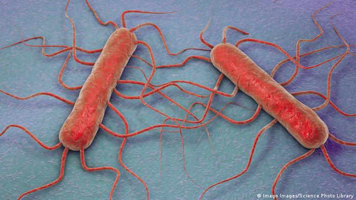 ما هي البكتيريا الجراثيم هل جميعها ضارة ومتى تم اكتشافها أنا أصدق العلم