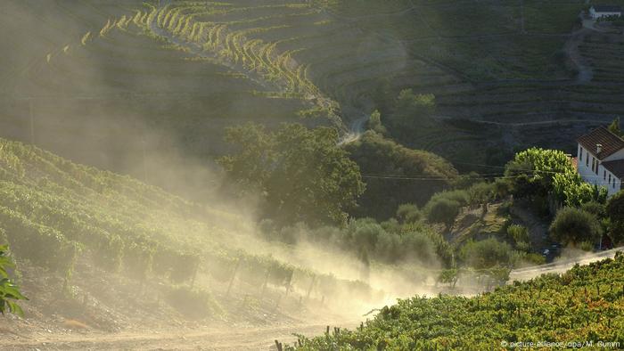 A dusty vineyard in Pinhao, Portugal