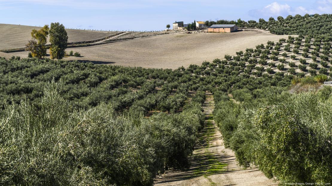 Spanish Olive Tree