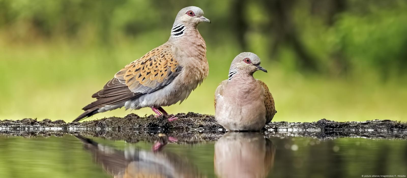 Endangered turtle dove 2020 bird of the year – DW – 10/11/2019