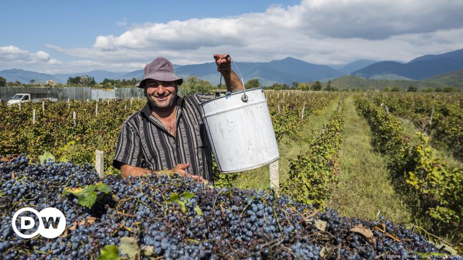 Why The World Is Talking About Georgian Wine DW 10 15 2019   50808335 6 