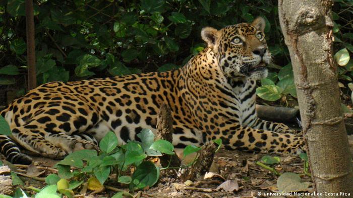 Jaguar en Costa Rica