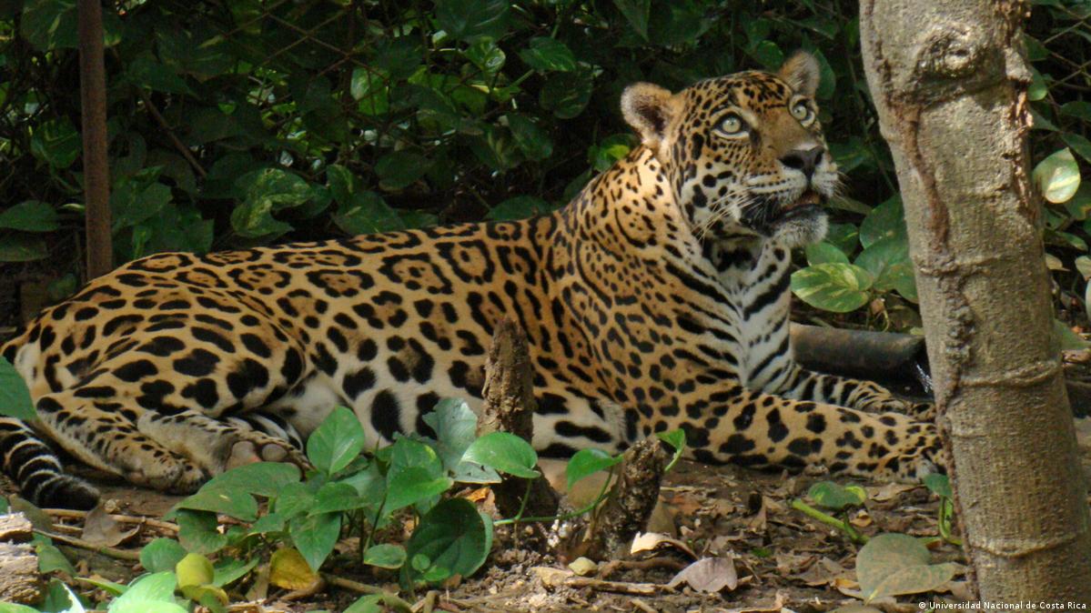 América Latina, al rescate del jaguar – DW – 29/11/2019, image size:1199x674