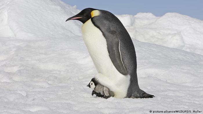 El pingüino emperador conoce bien del enorme esfuerzo que representa criar hijos. 