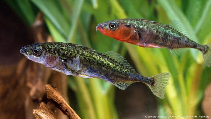 Fische Dreistachliger Stichling (picture-alliance/OKAPIA KG, Germany/H. Reinhard)