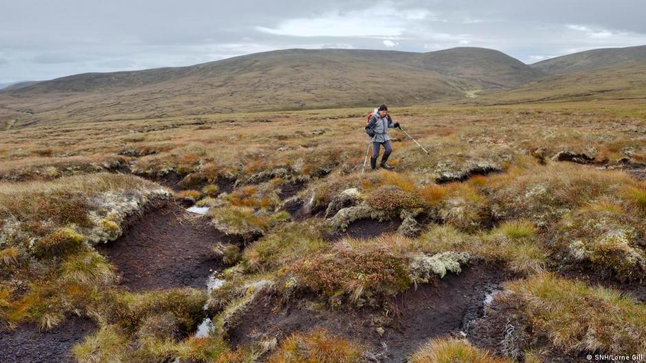 Platform — peatland in Derrindiff