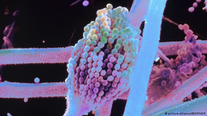  Някои типове микроскопични гъби от групата Aspergillus създават извънредно рискови отрови - най-силните от всички биологични токсини. Плесенните гъби се появяват всекидневно по орехите и другите ядки, по зърнените култури като царевица и жито, по семената, както и по плодовете на растенията с високо наличие на масло. Ако в кухнята ви има мухлясали храни - даже и единствено частично, най-добре ги изхвърлете. 