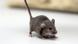 Ratón Ratón