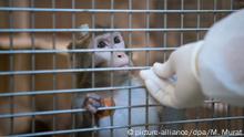 ARCHIV - ILLUSTRATION: 10.03.2016, Baden-Württemberg, Tübingen: Ein Rhesus-Affe mit einem Implantat wird in der Tierhaltung im Max-Planck-Institut für biologische Kybernetik von einem Tierpfleger gefüttert. (zu dpa «Strafbefehle wegen Misshandlung von Affen beantragt vom 20.02.2018) Foto: Marijan Murat/dpa +++(c) dpa - Bildfunk+++ | Verwendung weltweit