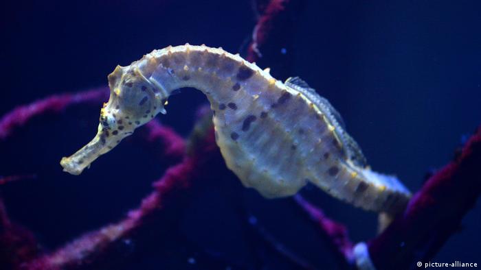 A big-bellied seahorse