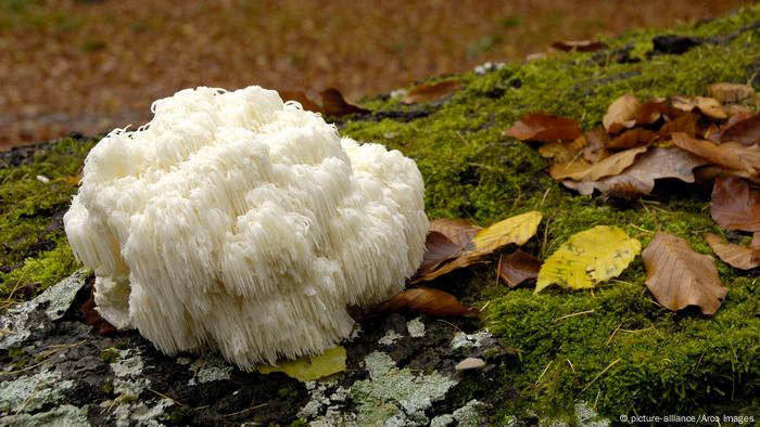 Hericium erinaceus