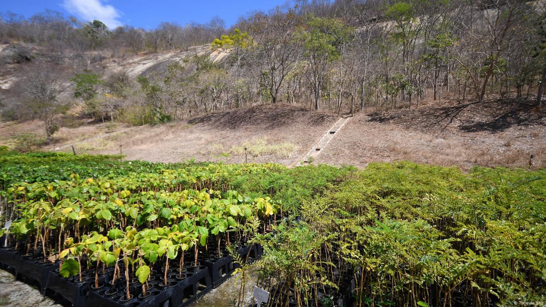 Mudas de plantas Mudas de plantas