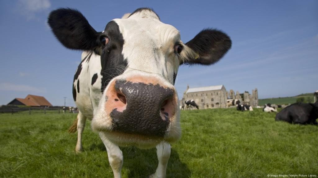 Germany Highly Aggressive Cow Sparks Lengthy Police Chase In Bavaria News Dw 20 10 2019