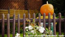 Reifer Kürbis (Cucurbita sp.) hinter einem Gartenzaun | Verwendung weltweit, Keine Weitergabe an Wiederverkäufer.
