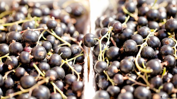  Китайският плод годжи бери се счита за един от най-полезните въобще. Касисът, който се отглежда в Европа и Азия, съдържа също толкоз витамини и оказва сходно позитивно въздействие върху организма. Освен това съдържа една седма от калориите на годжи бери - стига да не бъде употребяван под формата на мармалад или ликьор, несъмнено. 