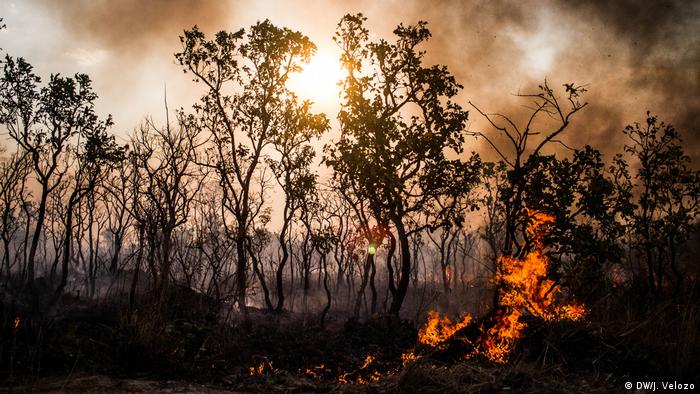 Brazil Amazon Rainforest Fires Surge In July News Dw 02 08
