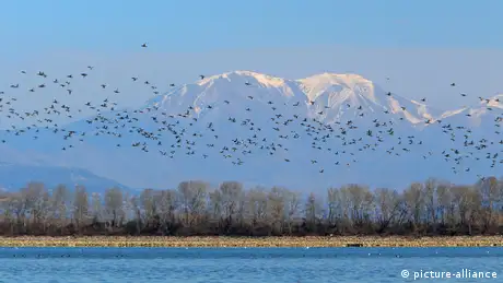 Flock flying in front of the snow-covered Belasiza mountains, Greece