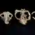A collection of four mammal skulls collected from Corral Bluffs in Colorado, USA