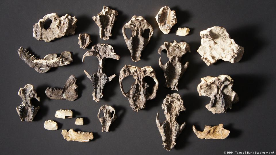 Fossil discovery points to 'origin of modern world' – DW – 10/25/2019