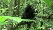 Oktober 2019, Uganda, Nationalpark, Primate, Kibale Forest National Park, Uganda, Redakteurin: Loveday Wright 