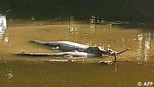 This undated picture shows specimens of a river-dwelling crocodile, known as Gharial, in a enclosure at the Rajshahi Zoo, in Bangladesh's western city of Rajshahi. - A rare river-dwelling crocodile has started to lay eggs after being paired with an introduced male, Bangladesh conservationists said on October 27, raising hopes a successful hatching could save the critically endangered species from extinction. (Photo by Farhad Uddin / AFP)