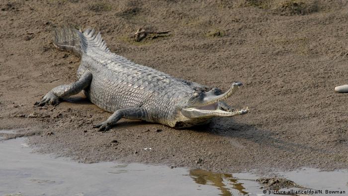 Krokodil am Flussbett 