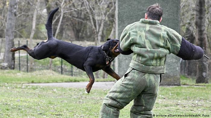 دو قلاده از سگ هایی که برای ارتش خدمت می کنند، در ماموریت های افغانستان و مالی در خارج از آلمان مستقر هستند.